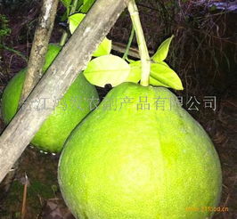 鴻發農副產品加盟 開啟綠色健康事業，共創財富未來